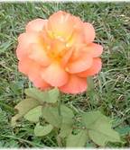 Description: SpecialRose.jpg