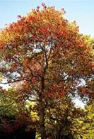 tallowtree.jpg